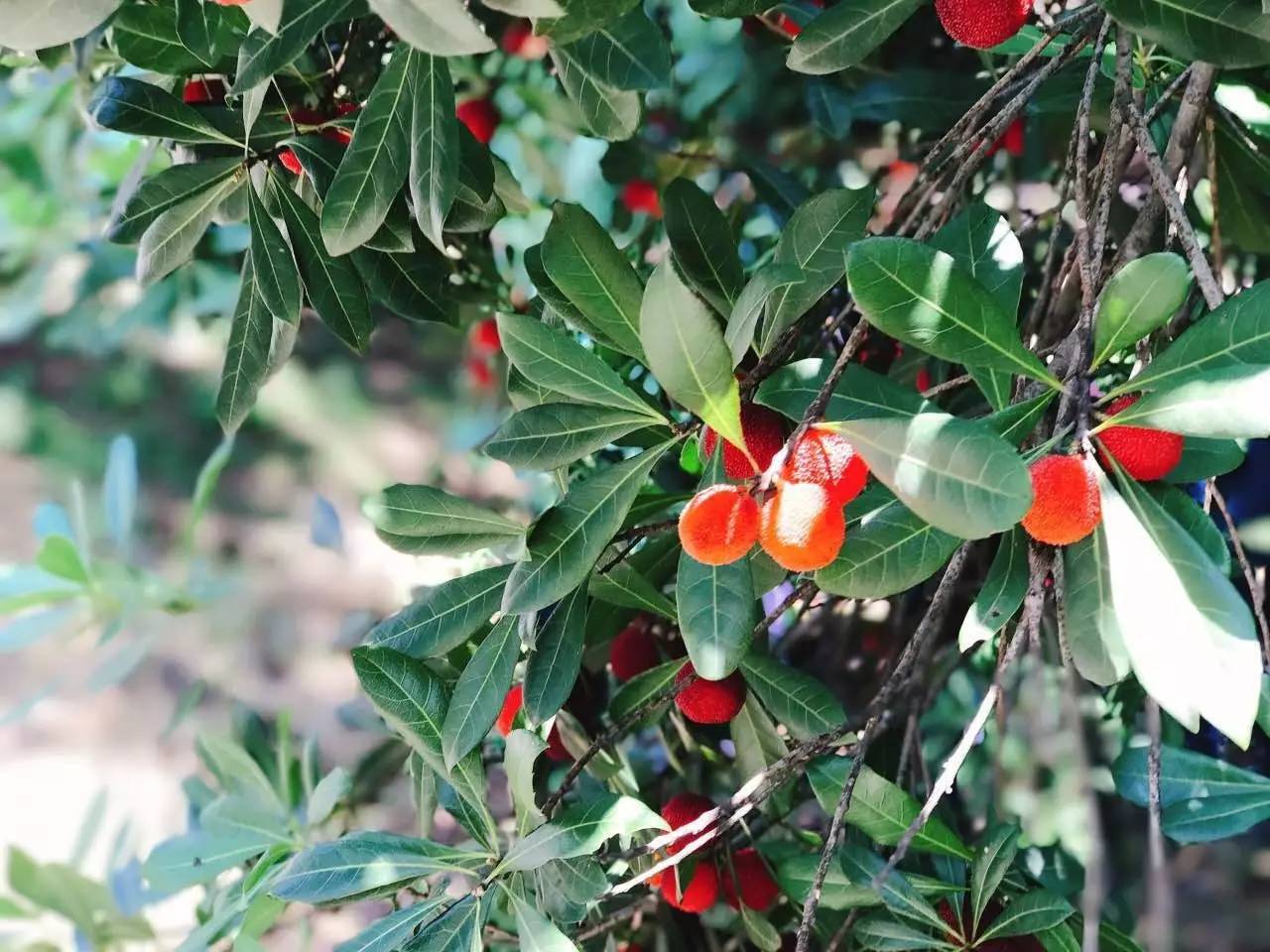 马山红了!这场视觉与味觉的饕餮盛宴,专属于马山杨梅!