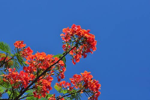 鳳凰花開兩季: 一季老生走,一季新生來. 廈大--畢業季