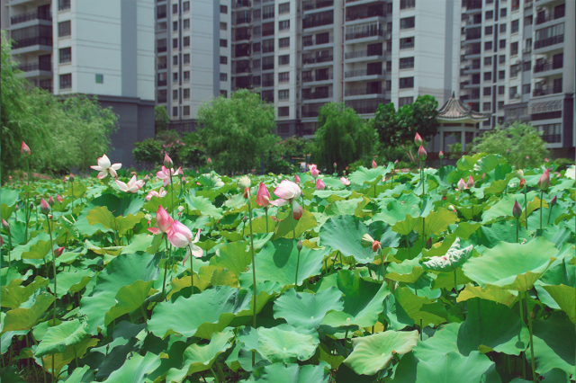 广艺 相思湖图片