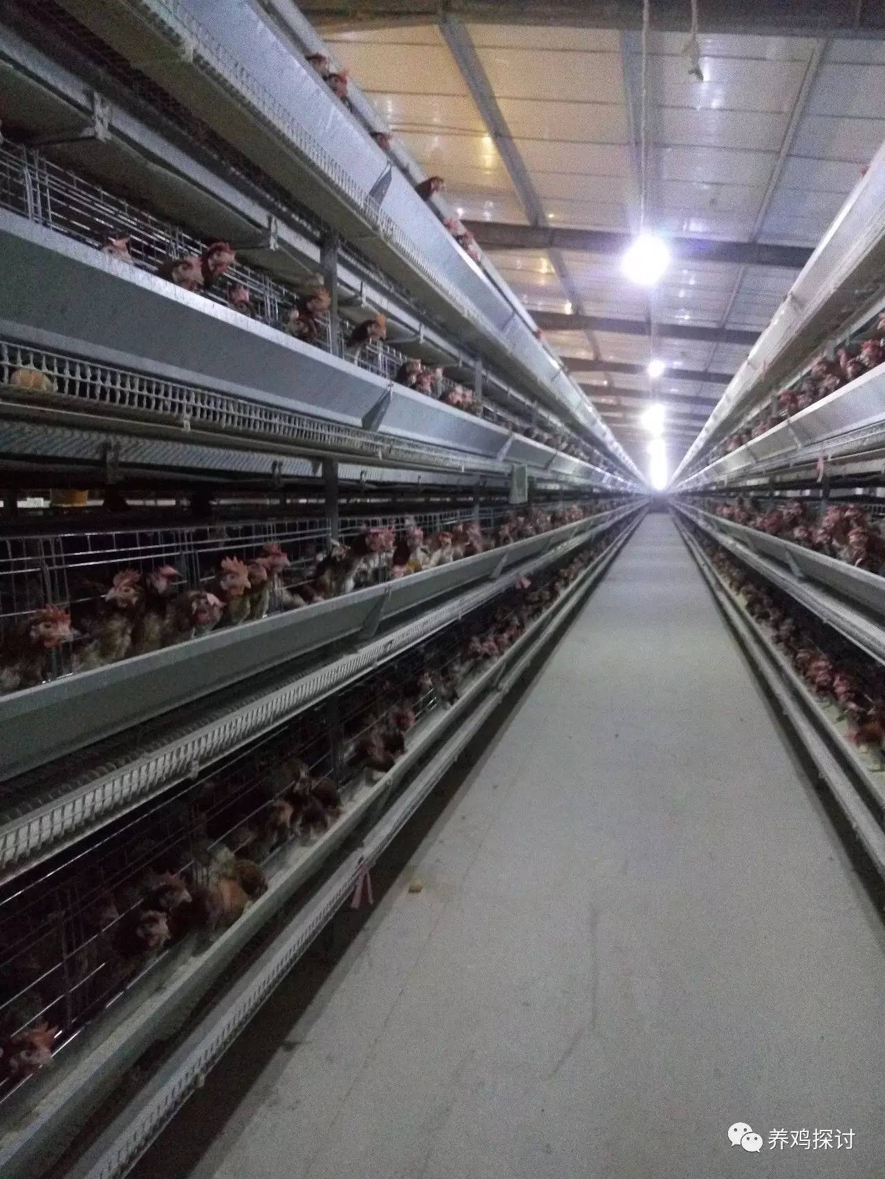 5万蛋鸡鸡舍设计