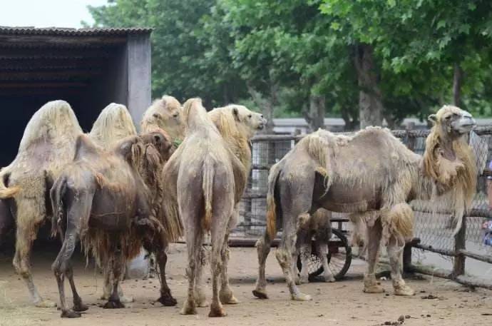 濟寧南郊動植物園升級兒童樂園!新動物園搬到了這個地方