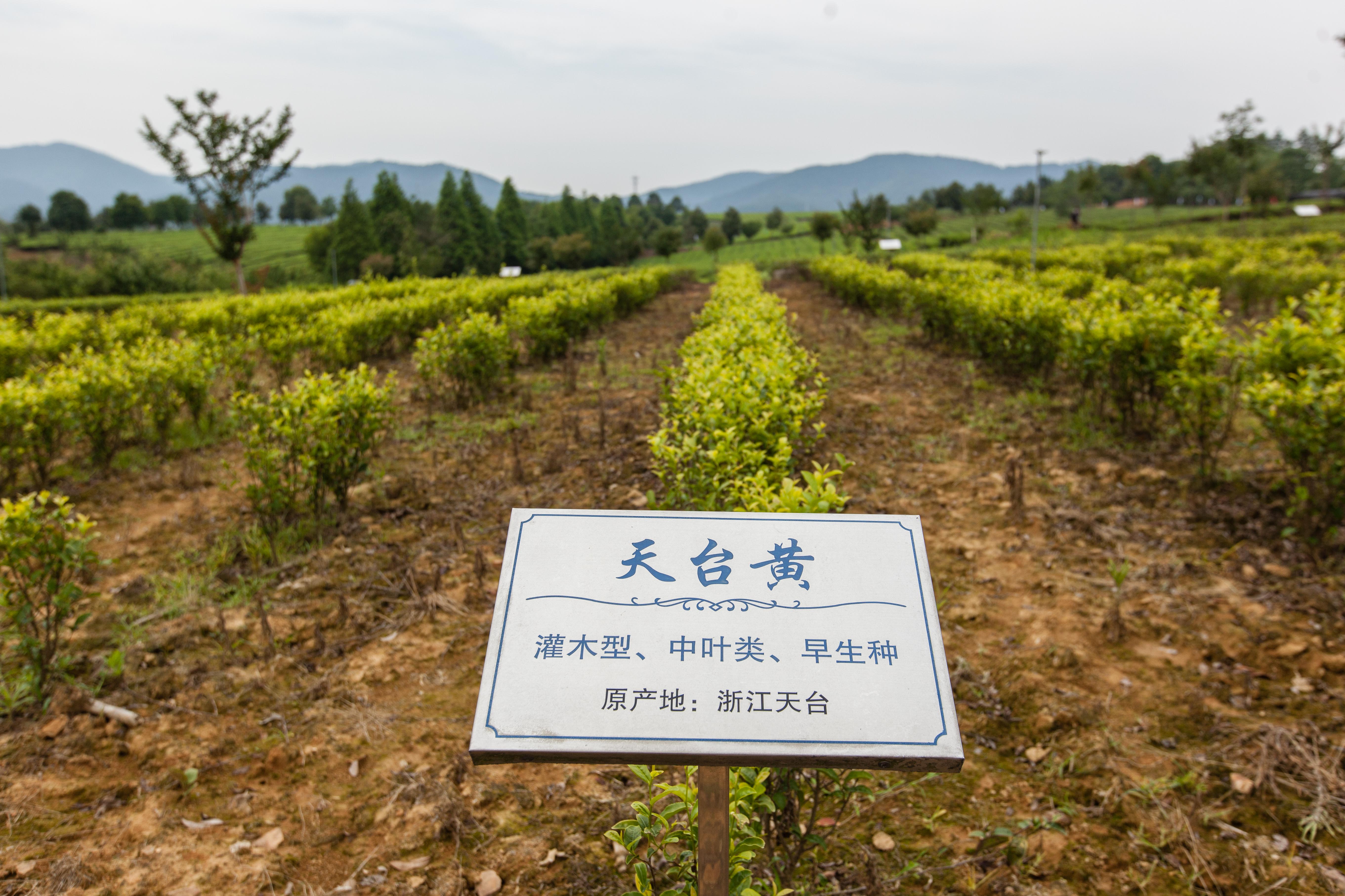 在茶叶种质资源圃,我们还看到了许多其它品种的茶树,除了看到了先前