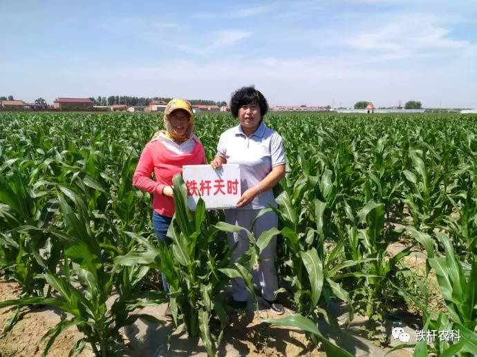 綠色之路64天時地利農作物大幅度增產增收鐵桿農科國際原創農業項目