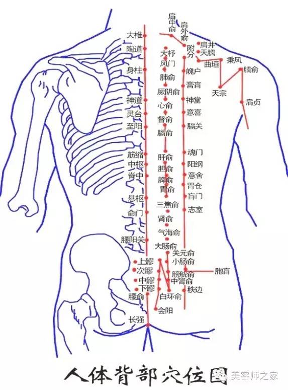 人体背部分布图结构图图片