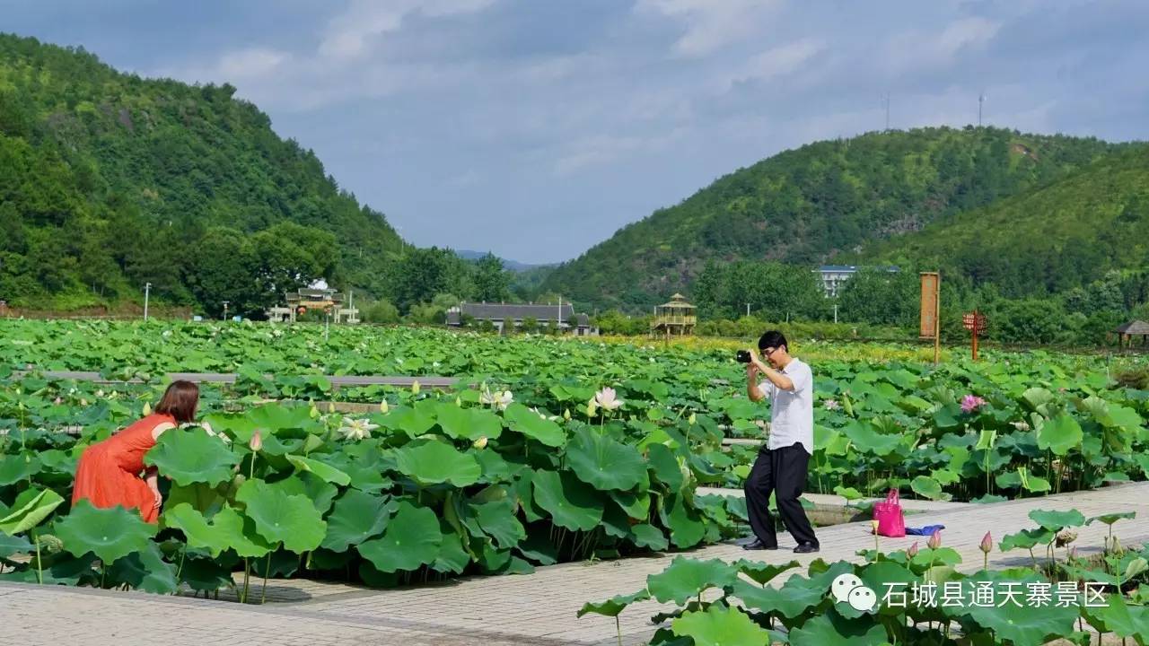 【花讯】石城荷花始盛开,只为您的到来!