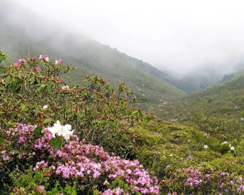 美丽的凉山高山野杜鹃们,期待明年又见面…下面二维码是池上草堂