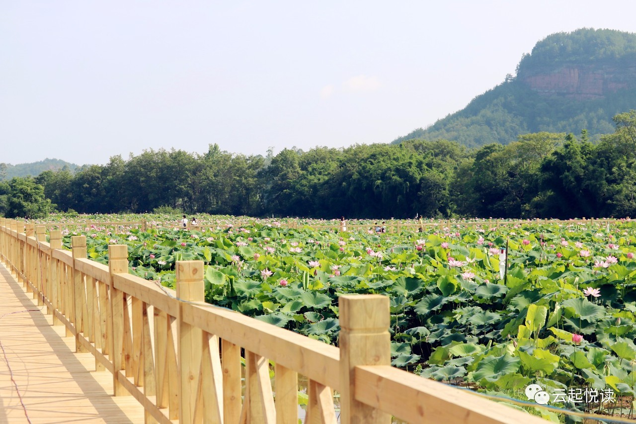 【智慧悦读·书香信丰"清雅荷花 灵动祥瑞 万隆乡夏季观景赏荷读书