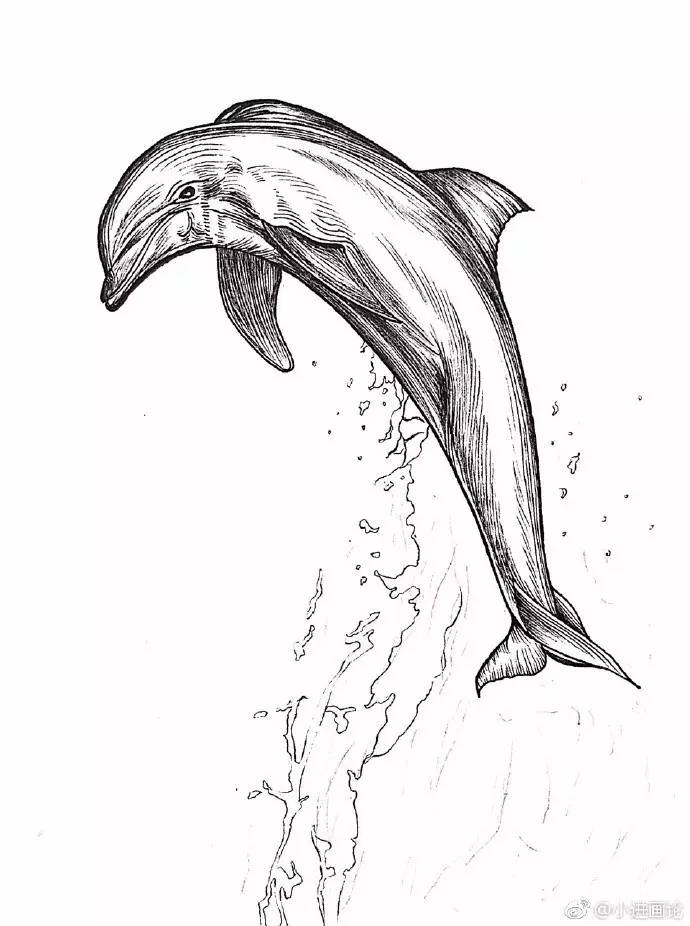 黑白线描步骤临摹可爱下海豚张小进
