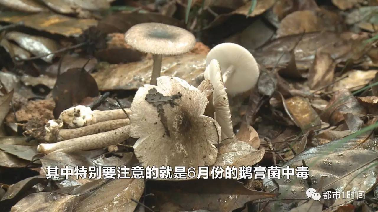 惊小心剧毒的鹅膏菌已有两人丧命