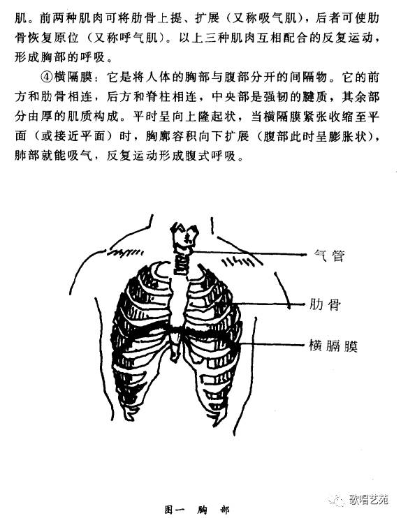 怎样练习歌唱:(一)歌唱发声的生理结构