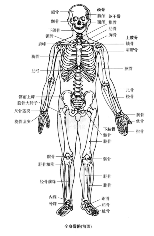 男性骨骼分布图图片