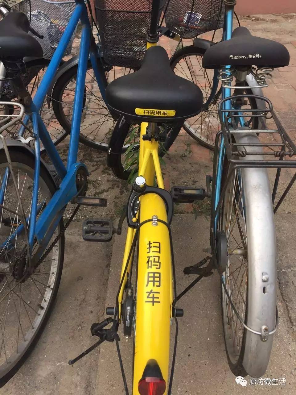 小黃車摩拜單車入住廊坊瞭然而問題也出現了