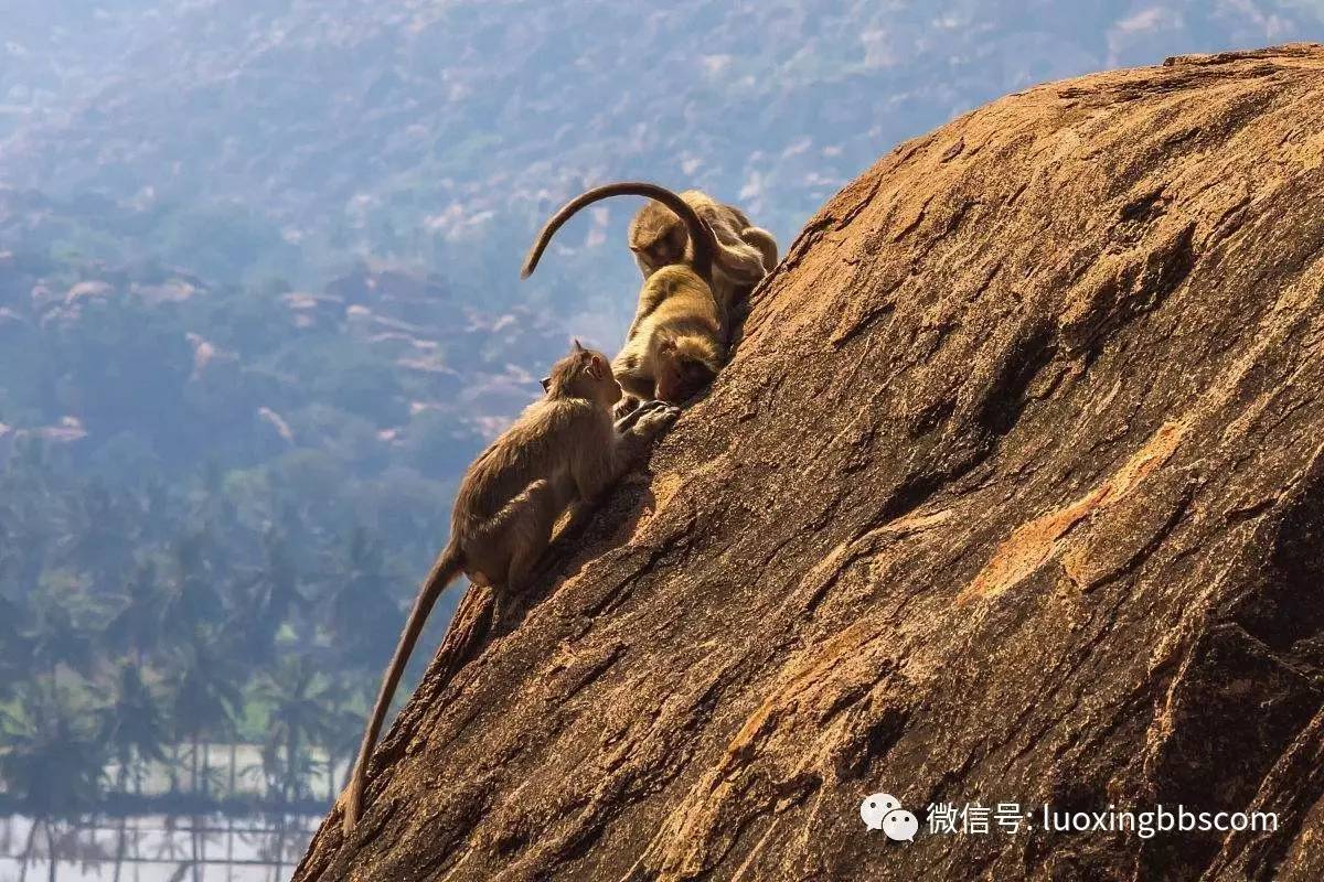 纳雍猴子岩风景图图片