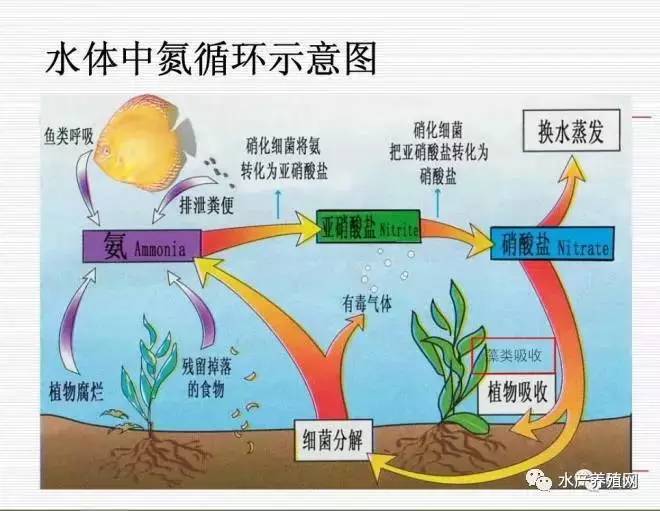 内环境液体循环示意图图片