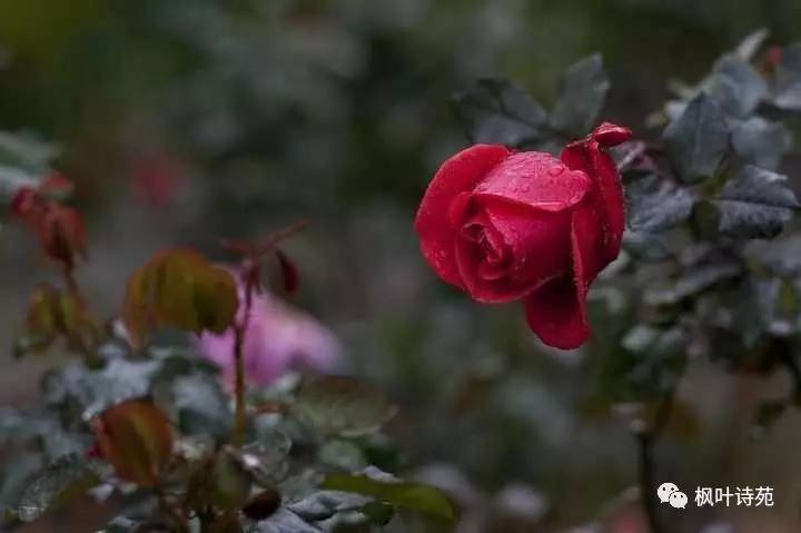 清風逸事詩歌選雨中的紅玫瑰