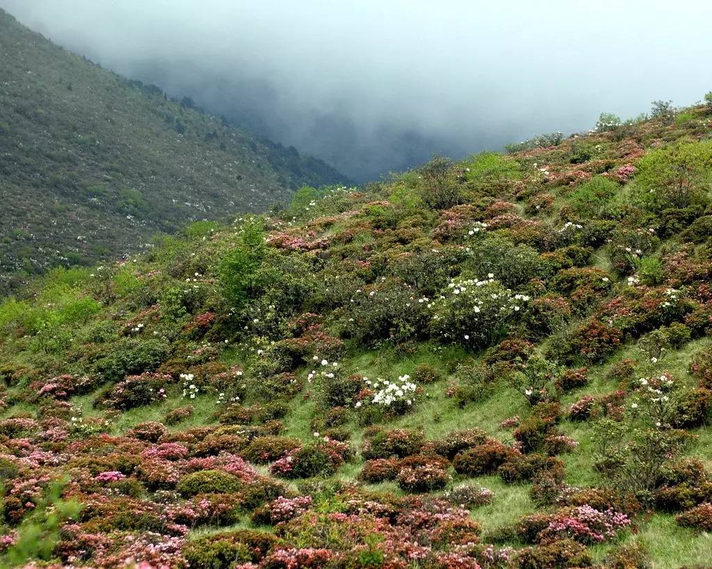 凉山野生高山杜鹃品赏地