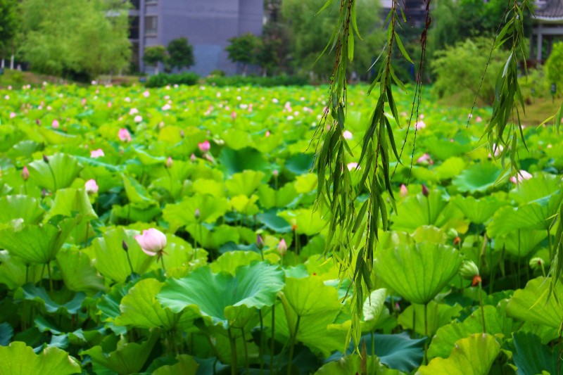 广艺 相思湖图片