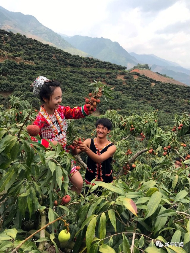 樂呵新平之《戛灑山頭荔枝熟》