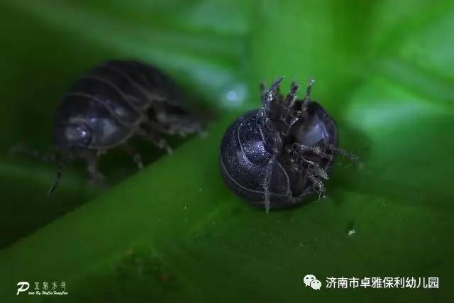 精彩瞬间卓雅保利幼儿园中二班探索之旅西瓜虫