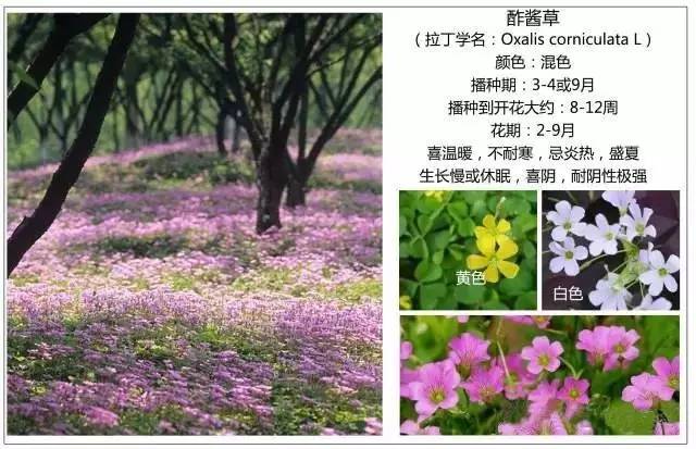 花的名字叫什么图片