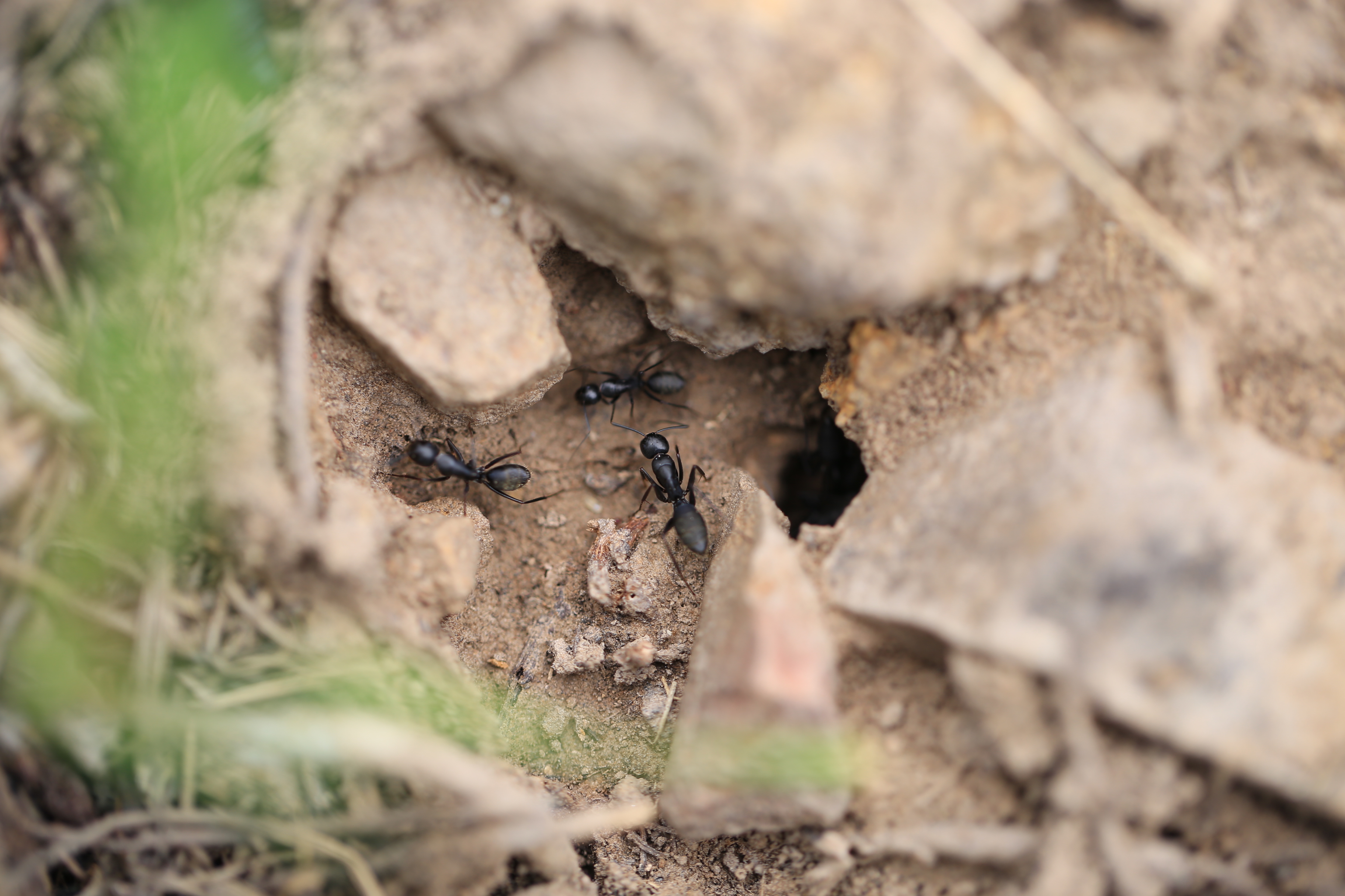蚂蚁的微观世界,你们见过么?