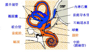 主要为前庭导水管扩大,故称为大前庭导水管综合征,发病时耳蜗毛细胞会