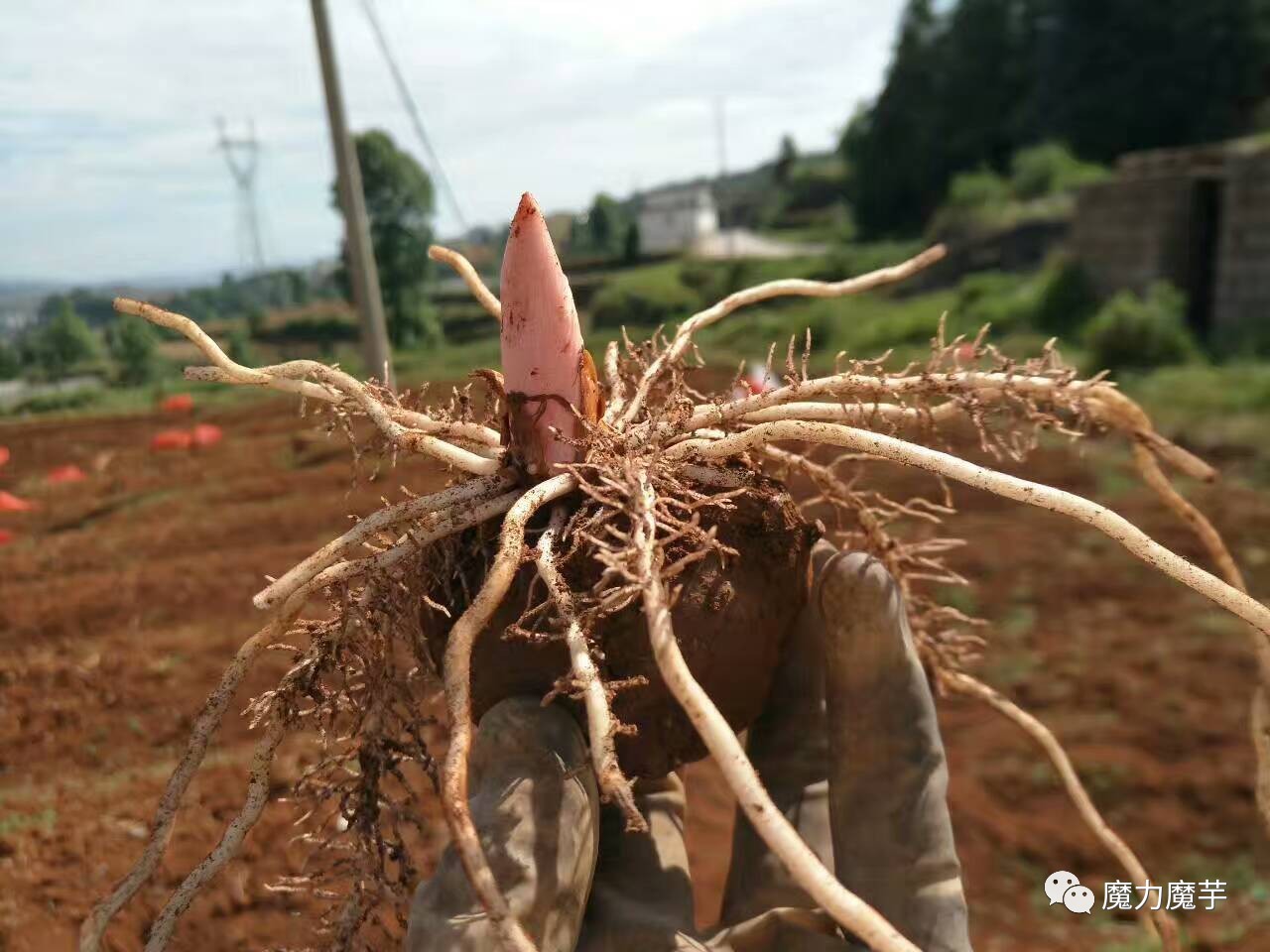 魔芋种植方法图片