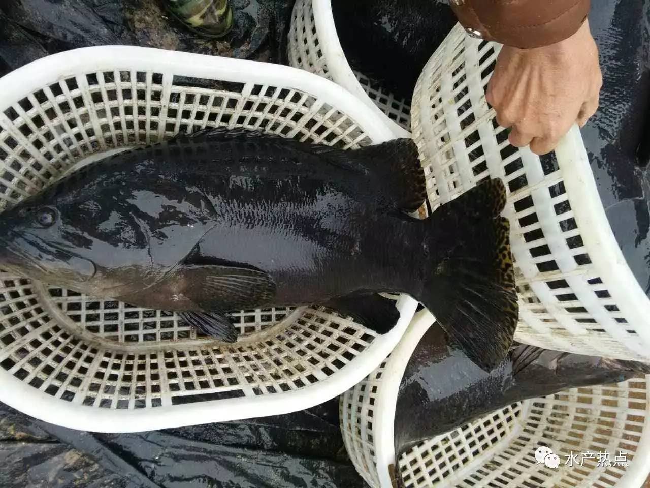 黑色石斑鱼图片