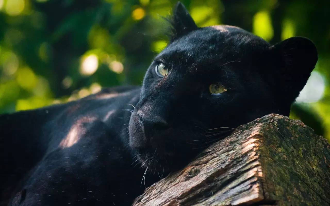 而指的是某些豹和美洲豹(以及某些其他小型猫科动物)的黑色变异个体.