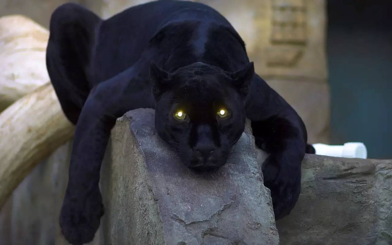 大黑猫图片可怕图片