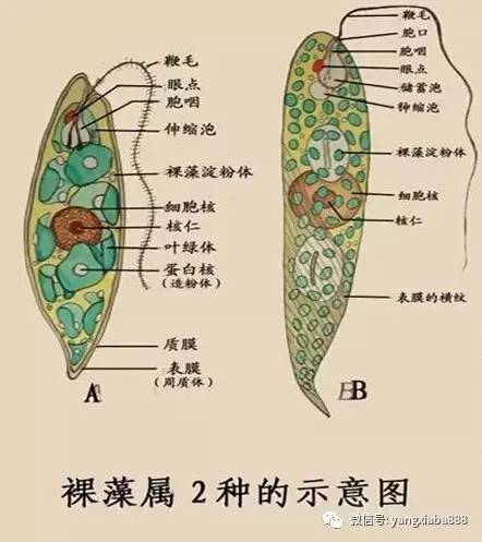 眼虫结构图手绘图片