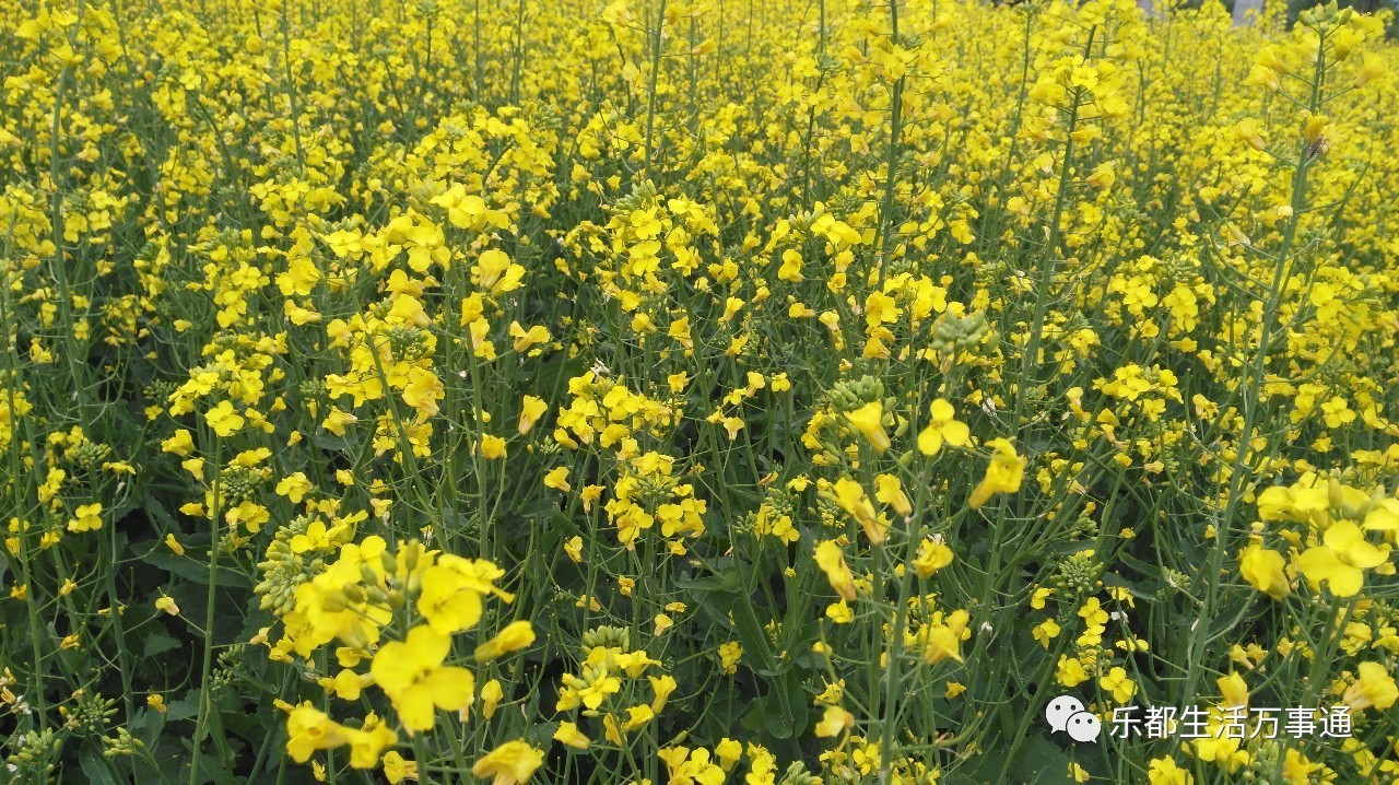 马俊花儿 出门人图片