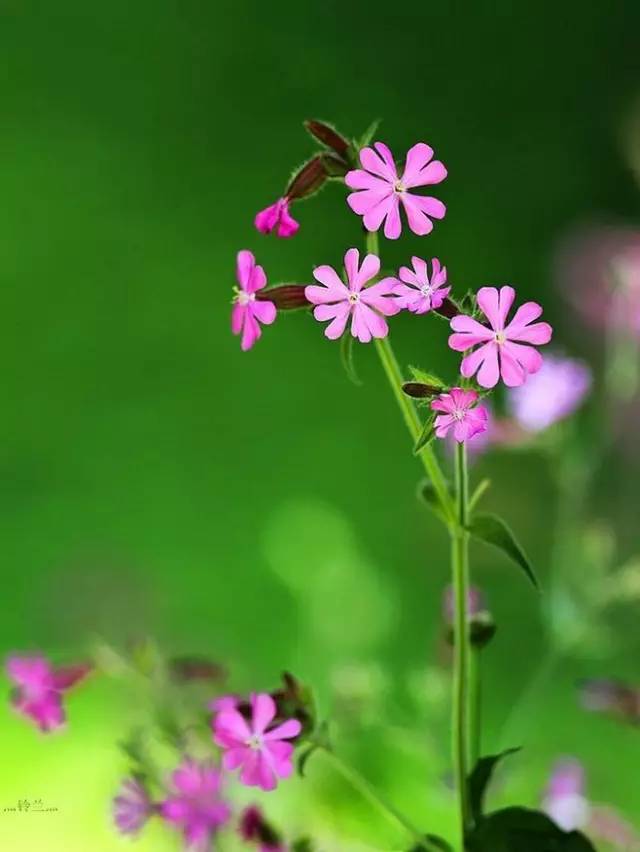 高雪轮的花语是什么图片