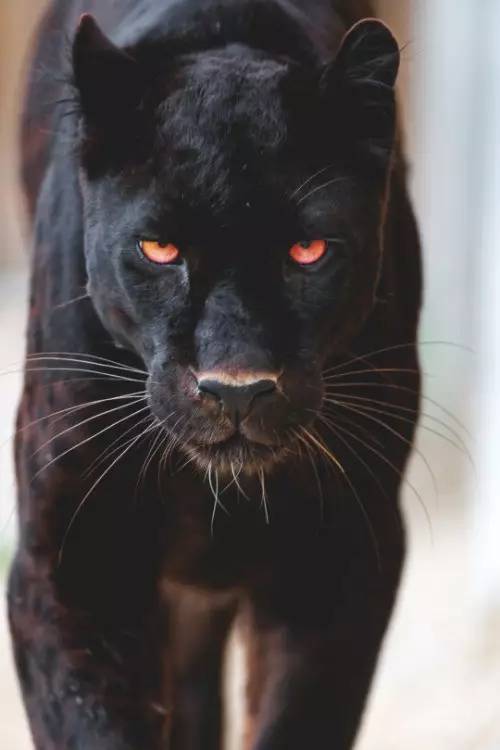 黑猫倒黑豹的图片图片