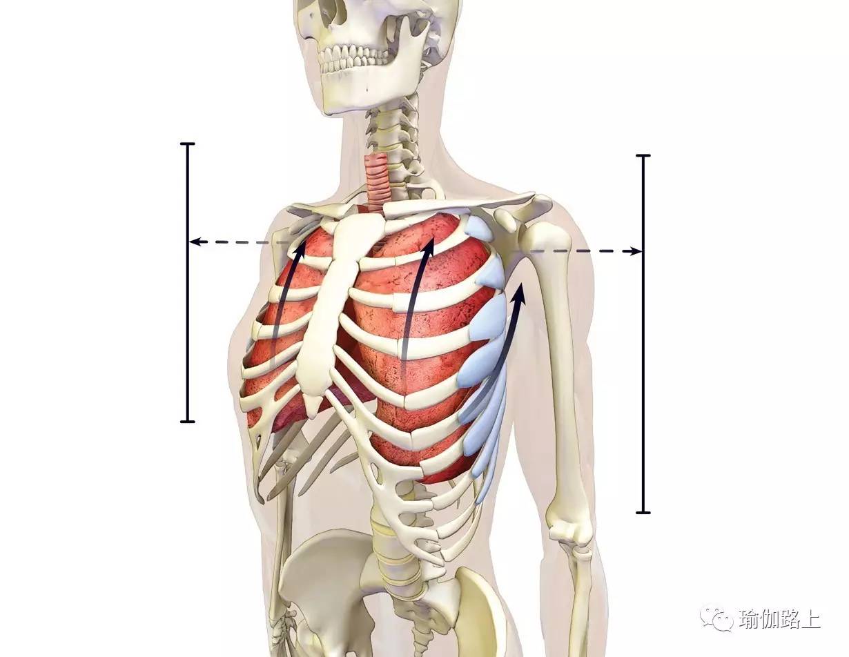 感受此时胸腔的扩张,重复2次,再去往下阅读.