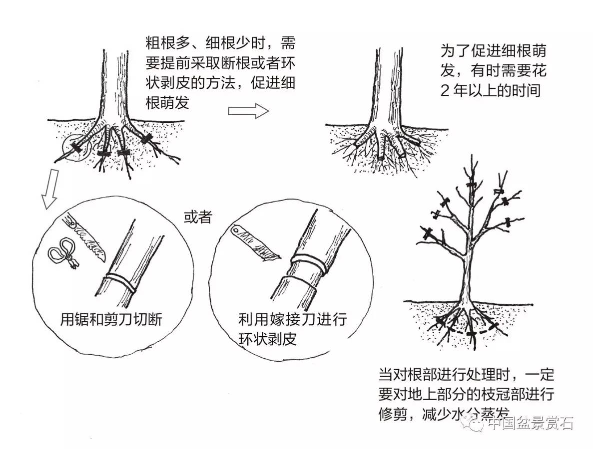 吸财树扦插繁殖方法图图片