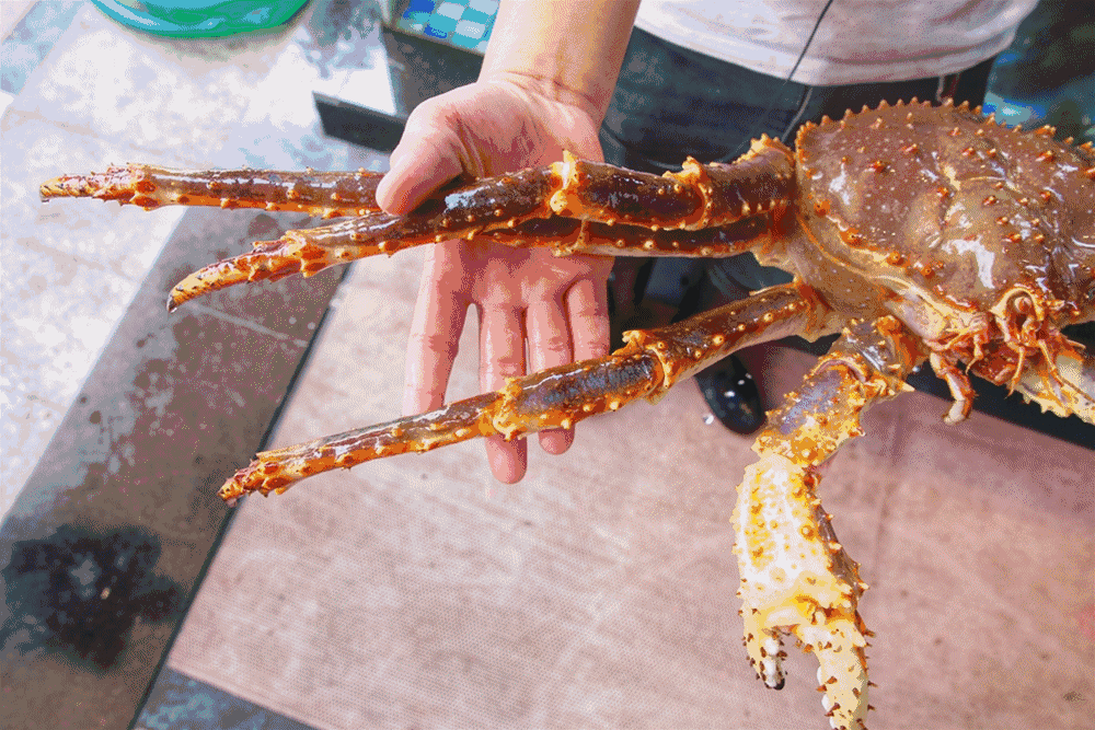 澳洲龙虾gif图片