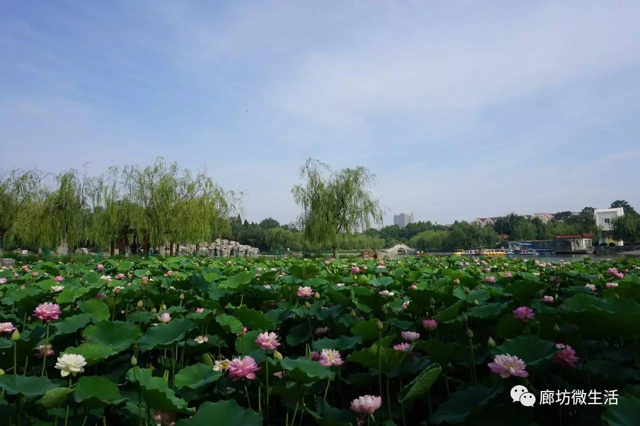 廊坊人民公園的荷花開啦一大波美圖快來看看吧