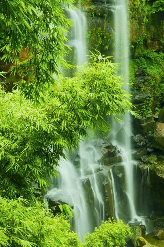 真实山水竹子风景图片