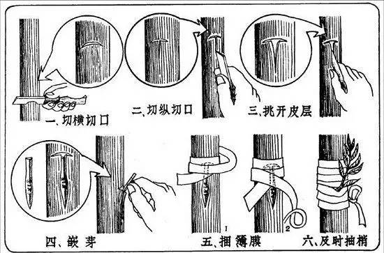 油茶枝接法图片图片