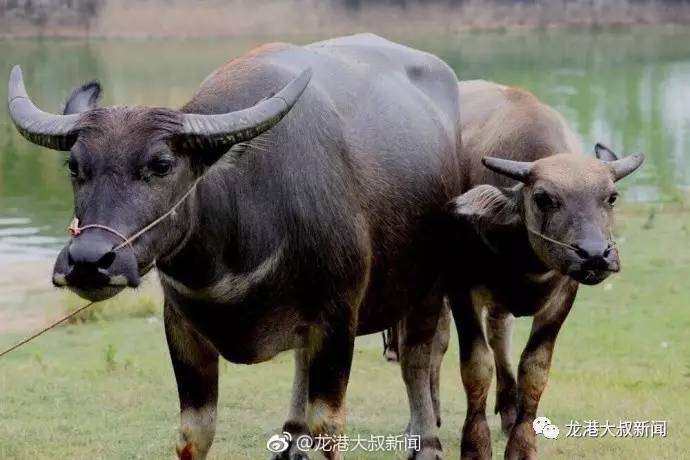 急急急,龙港一大水牛和小水牛在龙港体育馆旁边走失