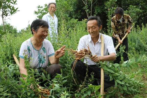 黄芩种植方法_黄芩种植技术_种植黄芩技术要求