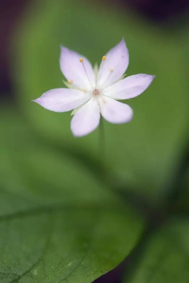 花现每一天【七瓣莲】