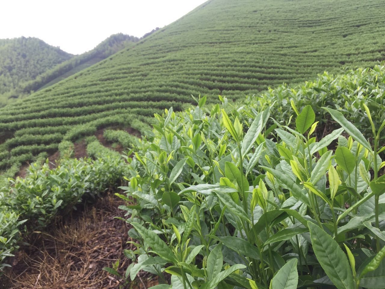 您家的茶园长势好吗?看看我们的茶园(一)