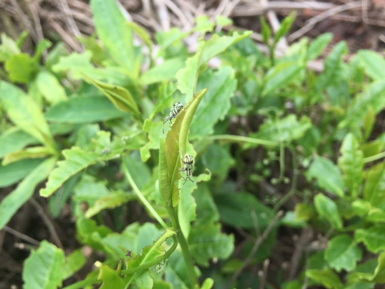 這個茶麗紋象甲,用什麼藥治效果最好,求各位大神支招!