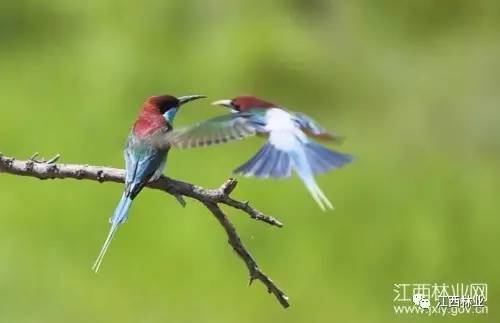 月8日,几只被誉为"中国最美的小鸟"蓝喉蜂虎正在九江市濂溪区姑塘镇