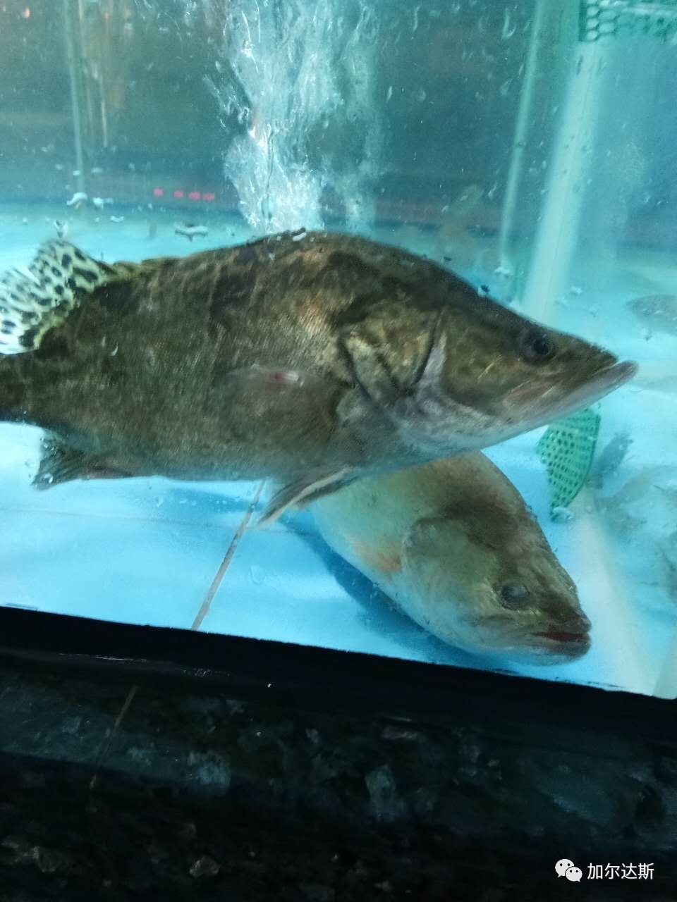 桂花魚丁貴魚瓜子斑花斑貝類食品營養價值較高花甲花螺白貝大帶子海蝦