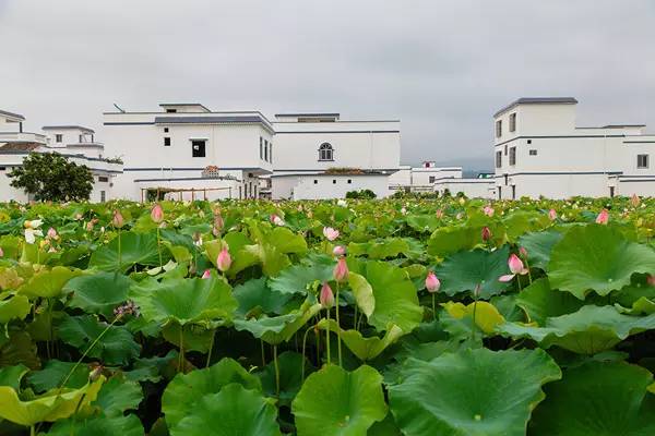 赏荷季:6月18~30号发团,贵港龙凤村赏荷花,博物馆,新世纪广场一日游仅