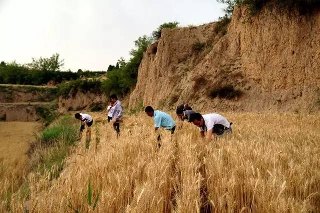 霍州人收麦的那些场景,真的看哭了.