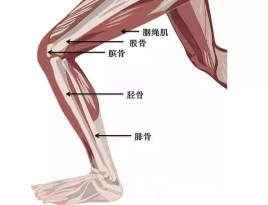 胫骨骨折,也就是指我们的小腿部位发生了骨折